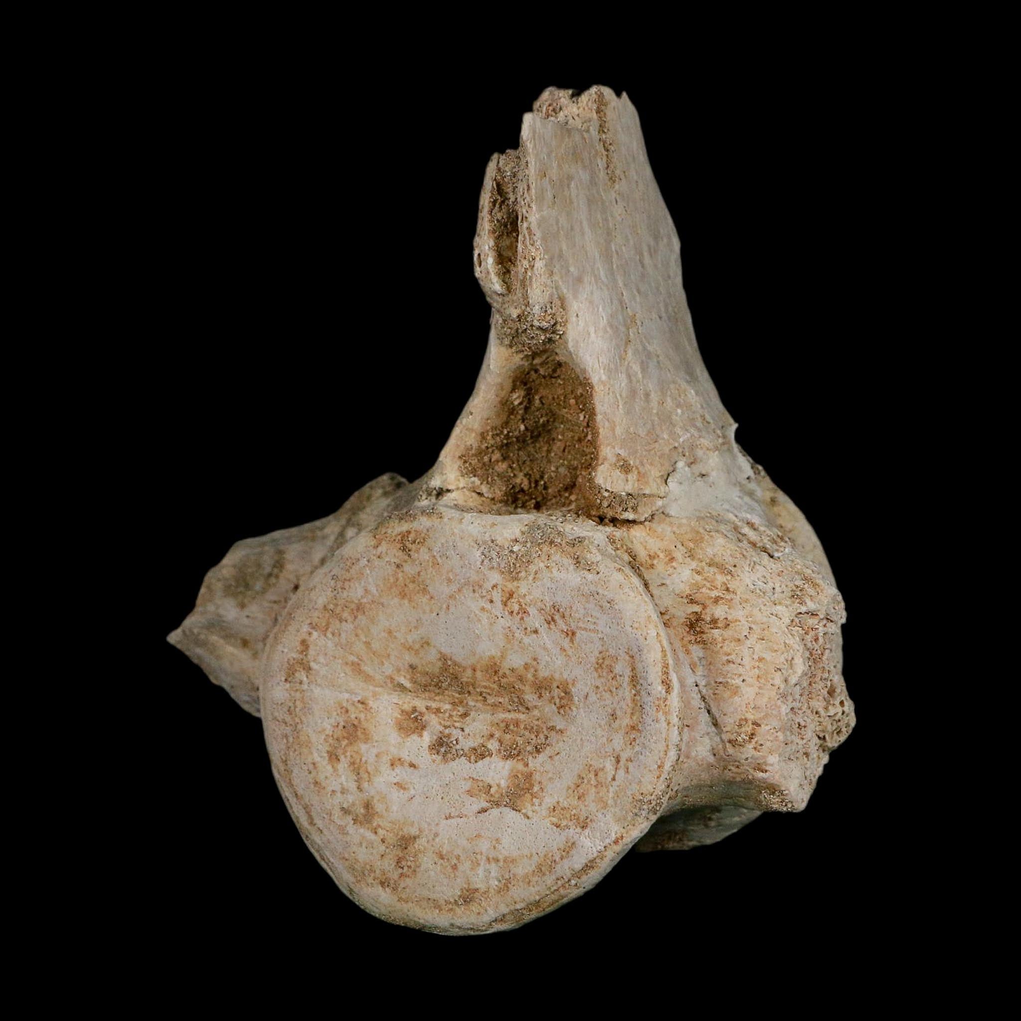 4.3" Plesiosaurus Fossil Vertebrae Cretaceous Dinosaur Era Morocco Zarafasaura COA