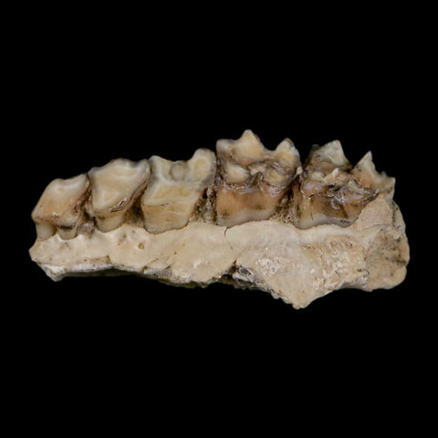 0.9" Leptomeryx Evansi Oligocene Age Fossil Deer Jaw Teeth Wyoming Display COA - Fossil Age Minerals