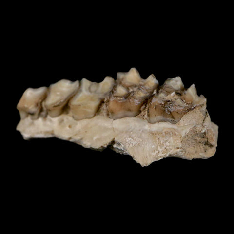 0.9" Leptomeryx Evansi Oligocene Age Fossil Deer Jaw Teeth Wyoming Display COA - Fossil Age Minerals