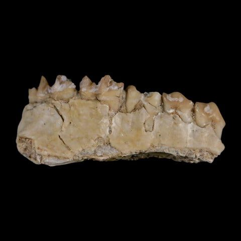 0.9" Leptomeryx Evansi Oligocene Age Fossil Deer Jaw Teeth Wyoming Display COA - Fossil Age Minerals