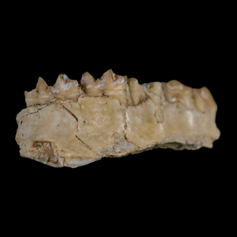 0.9" Leptomeryx Evansi Oligocene Age Fossil Deer Jaw Teeth Wyoming Display COA - Fossil Age Minerals