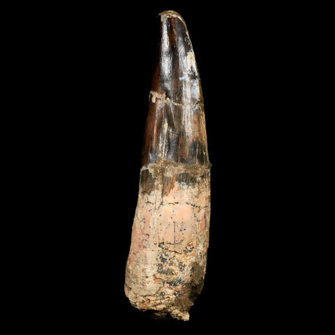 XL 3.8" Spinosaurus Fossil Tooth 100 Mil Yrs Old Cretaceous Dinosaur COA & Stand - Fossil Age Minerals