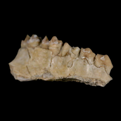 0.9" Leptomeryx Evansi Oligocene Age Fossil Deer Jaw Teeth Wyoming Display COA - Fossil Age Minerals