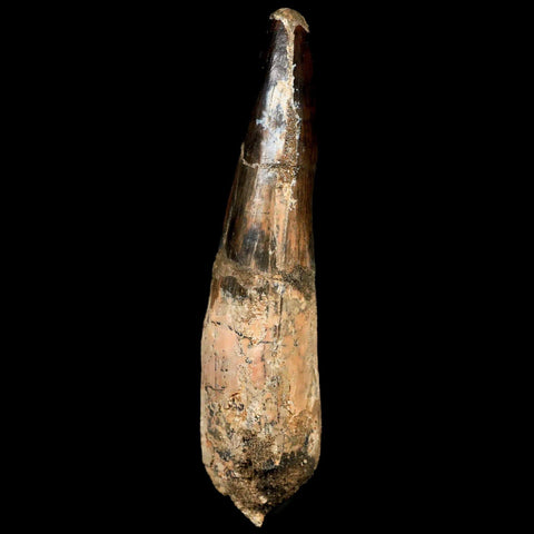 XL 3.8" Spinosaurus Fossil Tooth 100 Mil Yrs Old Cretaceous Dinosaur COA & Stand - Fossil Age Minerals