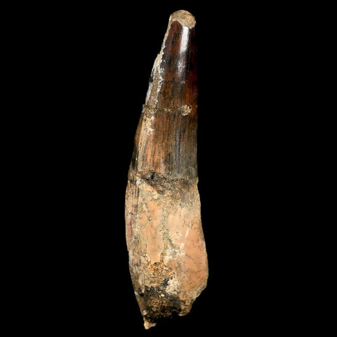 XL 3.8" Spinosaurus Fossil Tooth 100 Mil Yrs Old Cretaceous Dinosaur COA & Stand - Fossil Age Minerals
