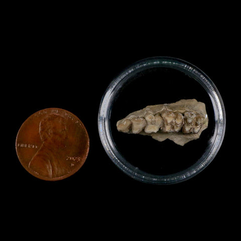0.9" Leptomeryx Evansi Oligocene Age Fossil Deer Jaw Teeth Wyoming Display COA - Fossil Age Minerals