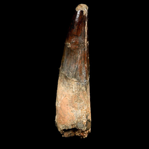 XL 3.8" Spinosaurus Fossil Tooth 100 Mil Yrs Old Cretaceous Dinosaur COA & Stand - Fossil Age Minerals