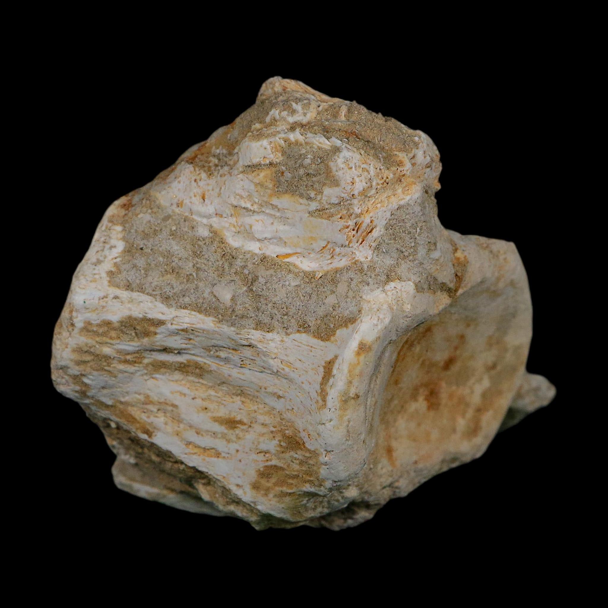 3.8" Plesiosaurus Fossil Vertebrae Cretaceous Dinosaur Era Morocco Zarafasaura COA