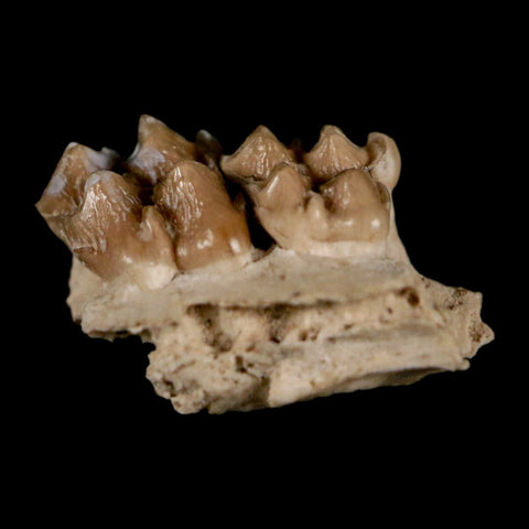 0.6" Leptomeryx Evansi Oligocene Age Fossil Deer Jaw Teeth Wyoming Display COA - Fossil Age Minerals