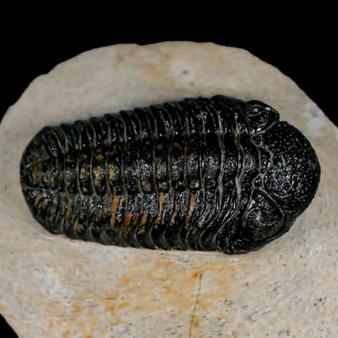 2.3" Moroccops Trilobite Fossil Devonian Morocco 400 Million Years Old COA - Fossil Age Minerals