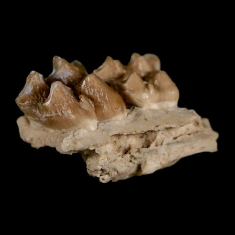 0.6" Leptomeryx Evansi Oligocene Age Fossil Deer Jaw Teeth Wyoming Display COA - Fossil Age Minerals