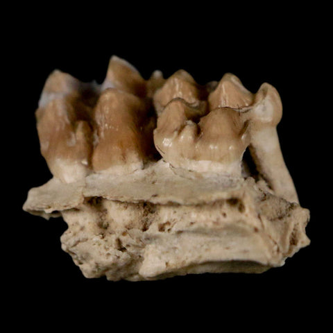 0.6" Leptomeryx Evansi Oligocene Age Fossil Deer Jaw Teeth Wyoming Display COA - Fossil Age Minerals