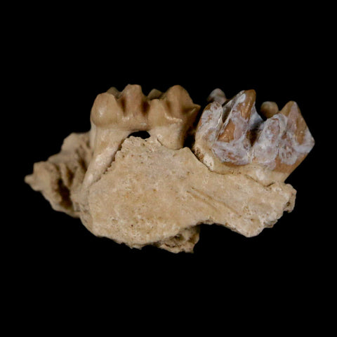 0.6" Leptomeryx Evansi Oligocene Age Fossil Deer Jaw Teeth Wyoming Display COA - Fossil Age Minerals