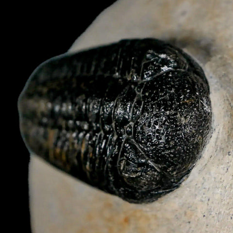 2.3" Moroccops Trilobite Fossil Devonian Morocco 400 Million Years Old COA - Fossil Age Minerals