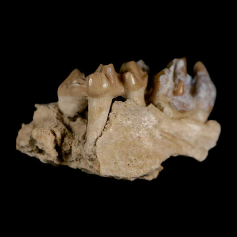 0.6" Leptomeryx Evansi Oligocene Age Fossil Deer Jaw Teeth Wyoming Display COA - Fossil Age Minerals