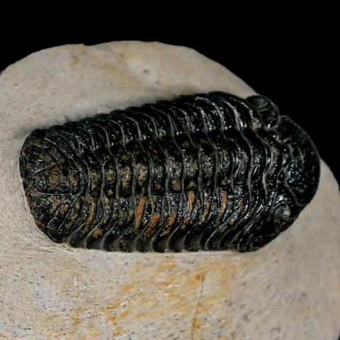 2.3" Moroccops Trilobite Fossil Devonian Morocco 400 Million Years Old COA - Fossil Age Minerals
