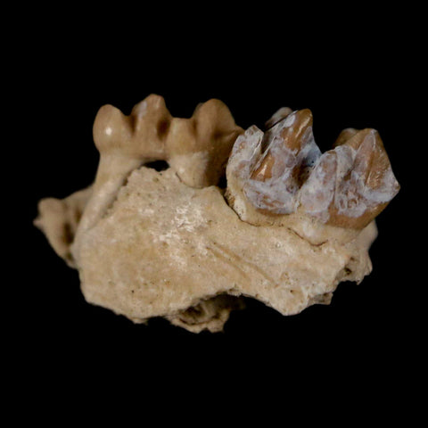 0.6" Leptomeryx Evansi Oligocene Age Fossil Deer Jaw Teeth Wyoming Display COA - Fossil Age Minerals
