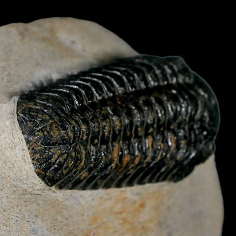 2.3" Moroccops Trilobite Fossil Devonian Morocco 400 Million Years Old COA - Fossil Age Minerals