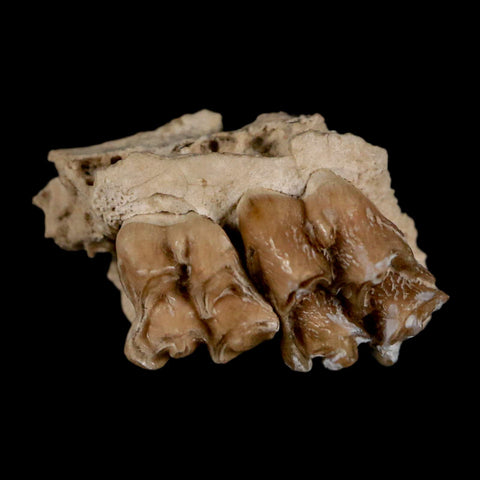 0.6" Leptomeryx Evansi Oligocene Age Fossil Deer Jaw Teeth Wyoming Display COA - Fossil Age Minerals