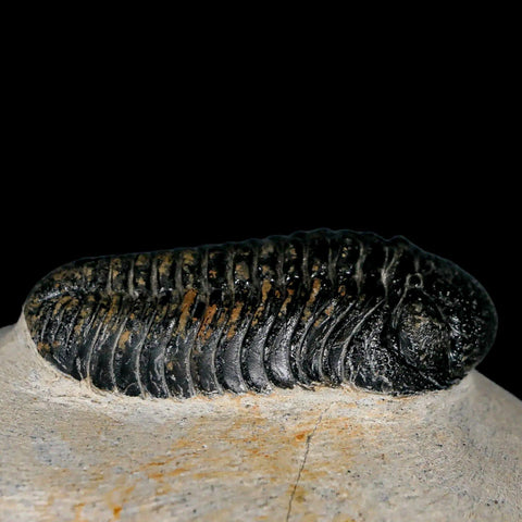 2.3" Moroccops Trilobite Fossil Devonian Morocco 400 Million Years Old COA - Fossil Age Minerals