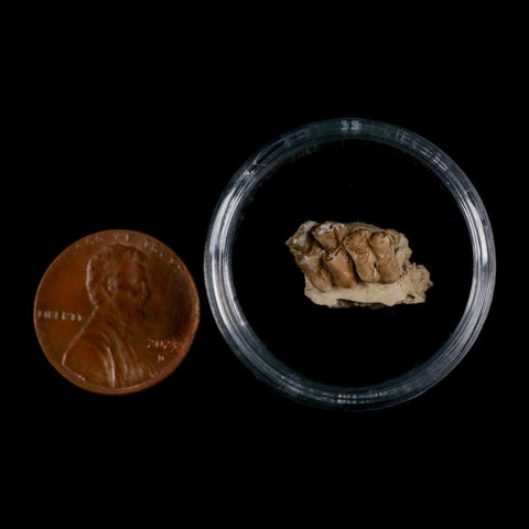 0.6" Leptomeryx Evansi Oligocene Age Fossil Deer Jaw Teeth Wyoming Display COA - Fossil Age Minerals