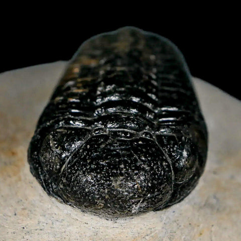 2.3" Moroccops Trilobite Fossil Devonian Morocco 400 Million Years Old COA - Fossil Age Minerals