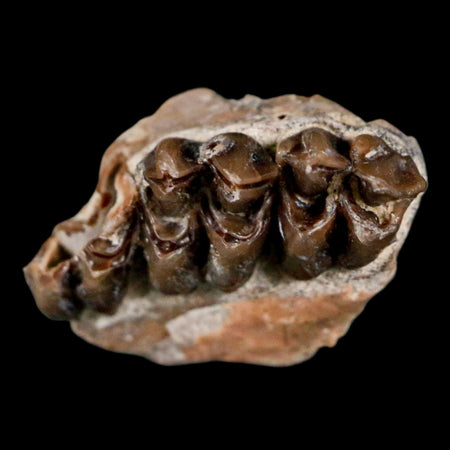 0.7" Leptomeryx Evansi Oligocene Age Fossil Deer Jaw Teeth Wyoming Display COA