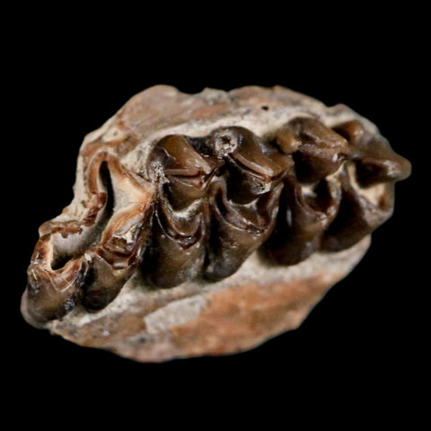 0.7" Leptomeryx Evansi Oligocene Age Fossil Deer Jaw Teeth Wyoming Display COA - Fossil Age Minerals