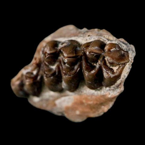 0.7" Leptomeryx Evansi Oligocene Age Fossil Deer Jaw Teeth Wyoming Display COA - Fossil Age Minerals