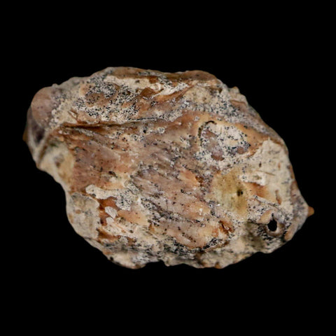 0.7" Leptomeryx Evansi Oligocene Age Fossil Deer Jaw Teeth Wyoming Display COA - Fossil Age Minerals