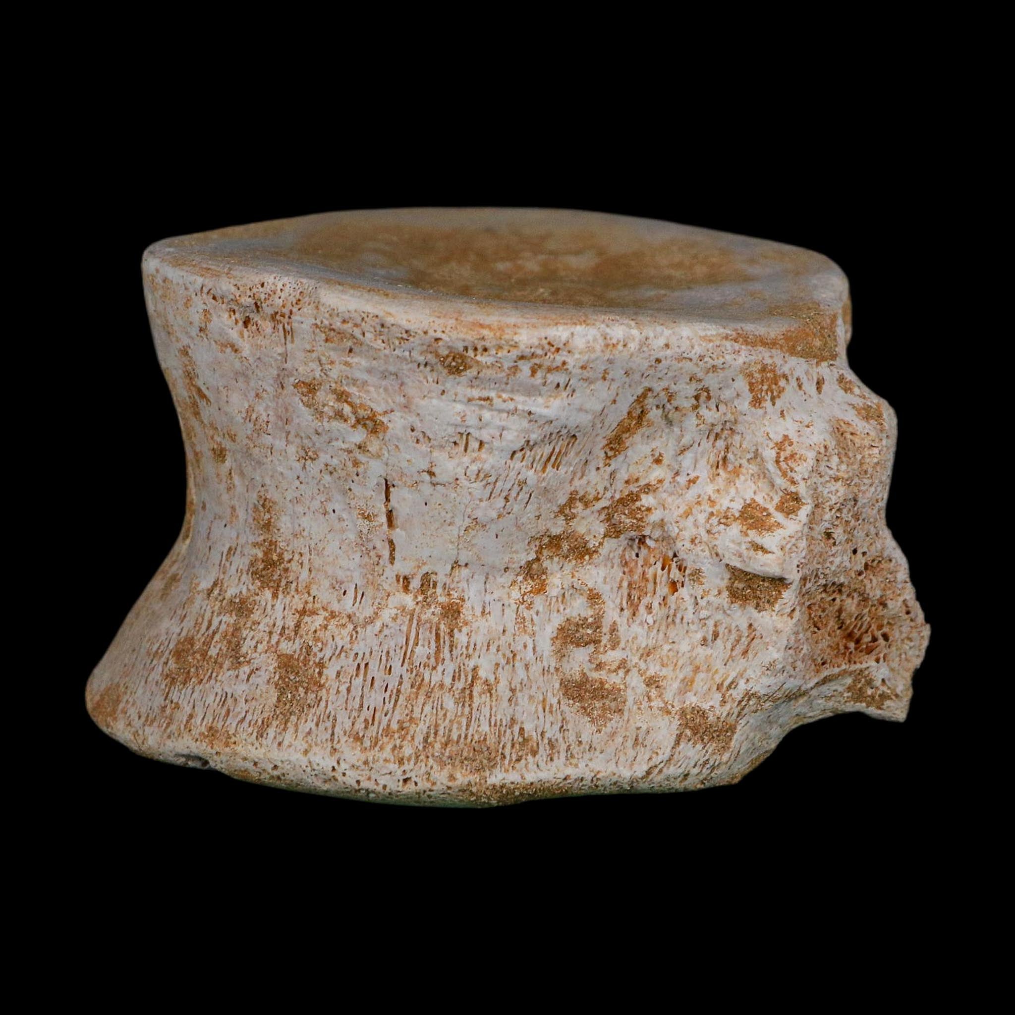 3.3" Plesiosaurus Fossil Vertebrae Cretaceous Dinosaur Era Morocco Zarafasaura COA