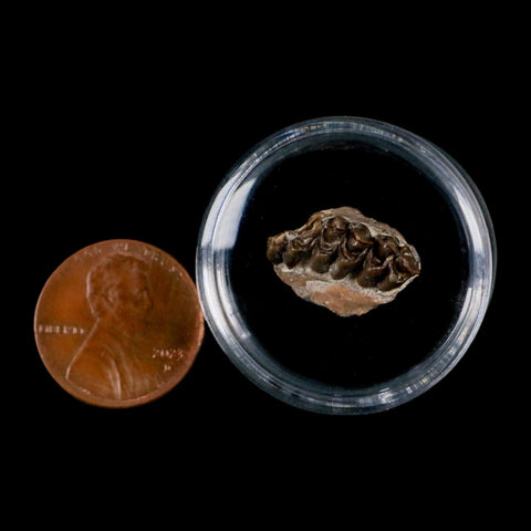 0.7" Leptomeryx Evansi Oligocene Age Fossil Deer Jaw Teeth Wyoming Display COA - Fossil Age Minerals