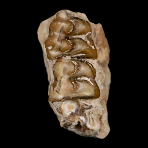 0.7" Leptomeryx Evansi Oligocene Age Fossil Deer Jaw Teeth Wyoming Display COA - Fossil Age Minerals