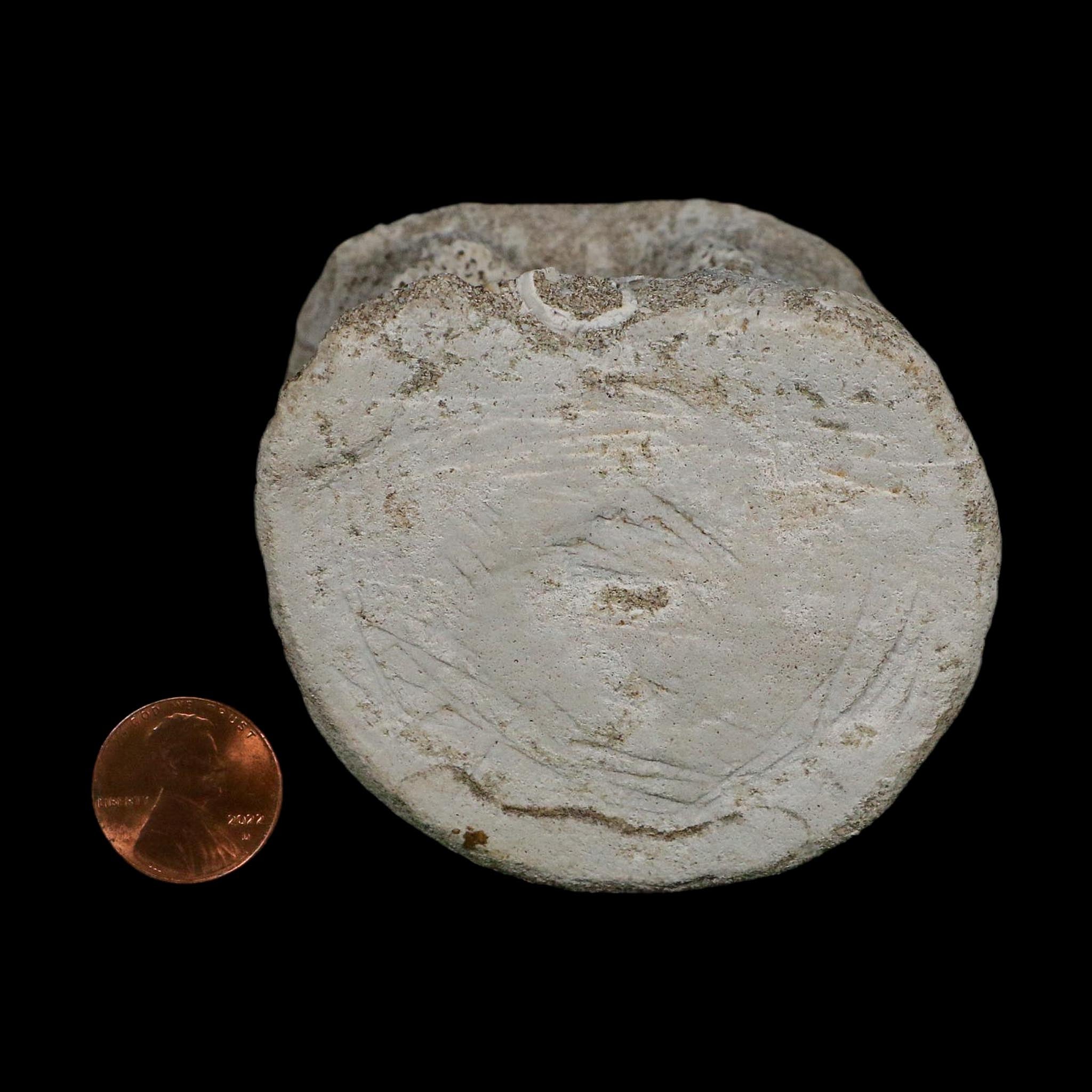 2.9" Plesiosaurus Fossil Vertebrae Cretaceous Dinosaur Era Morocco Zarafasaura COA