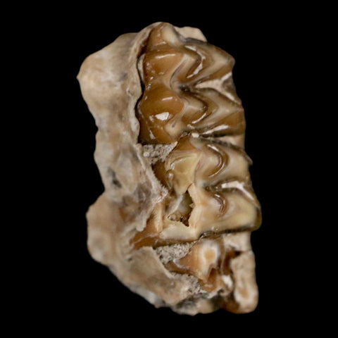 0.7" Leptomeryx Evansi Oligocene Age Fossil Deer Jaw Teeth Wyoming Display COA - Fossil Age Minerals