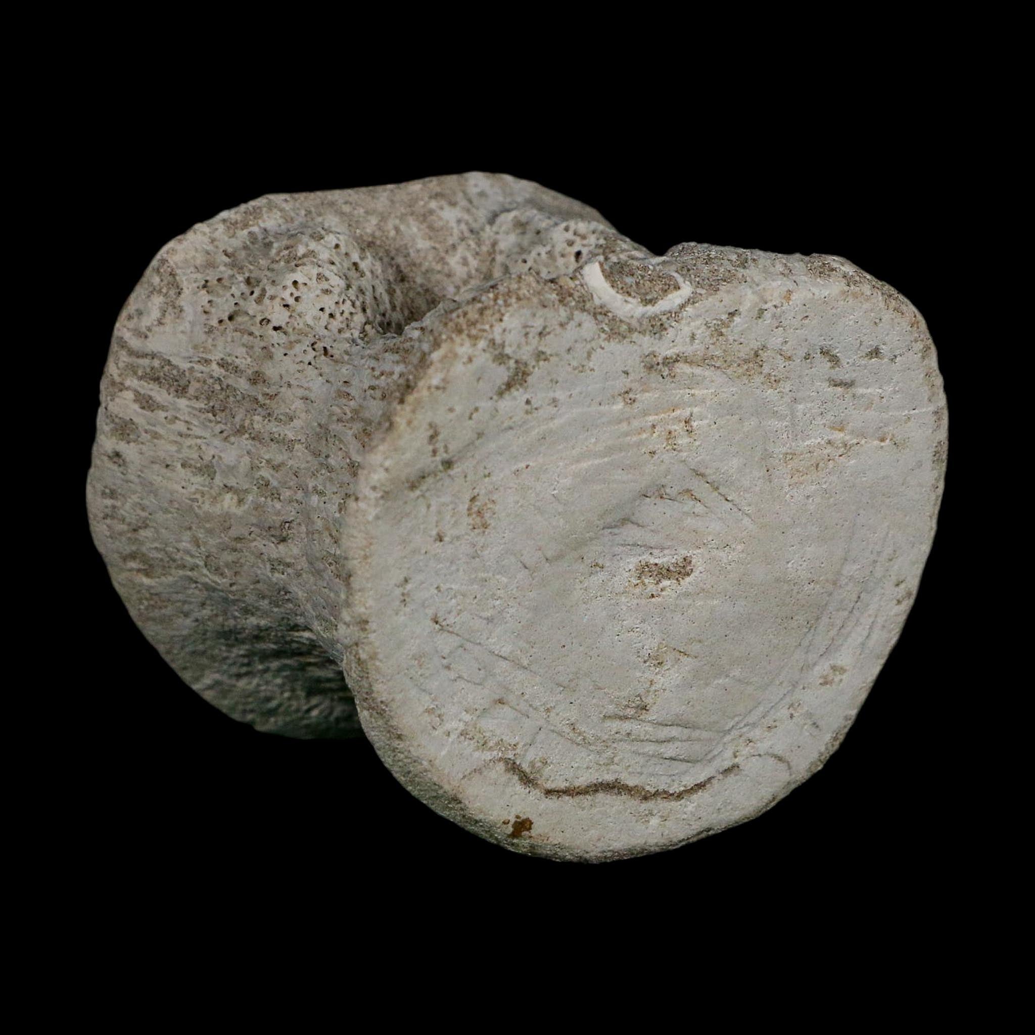 2.9" Plesiosaurus Fossil Vertebrae Cretaceous Dinosaur Era Morocco Zarafasaura COA