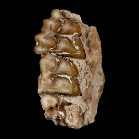 0.7" Leptomeryx Evansi Oligocene Age Fossil Deer Jaw Teeth Wyoming Display COA - Fossil Age Minerals