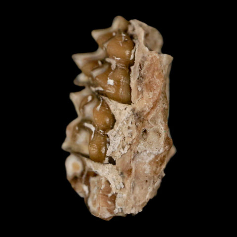0.7" Leptomeryx Evansi Oligocene Age Fossil Deer Jaw Teeth Wyoming Display COA - Fossil Age Minerals