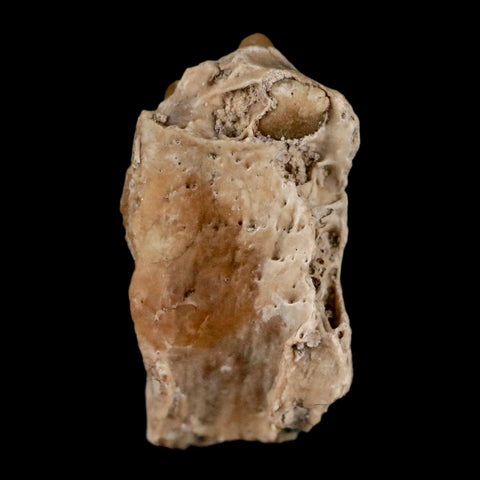 0.7" Leptomeryx Evansi Oligocene Age Fossil Deer Jaw Teeth Wyoming Display COA - Fossil Age Minerals