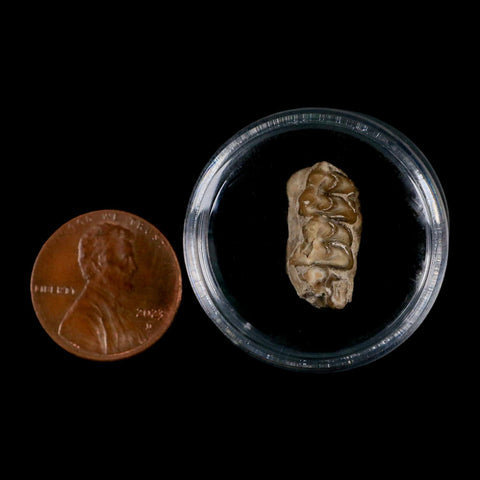 0.7" Leptomeryx Evansi Oligocene Age Fossil Deer Jaw Teeth Wyoming Display COA - Fossil Age Minerals