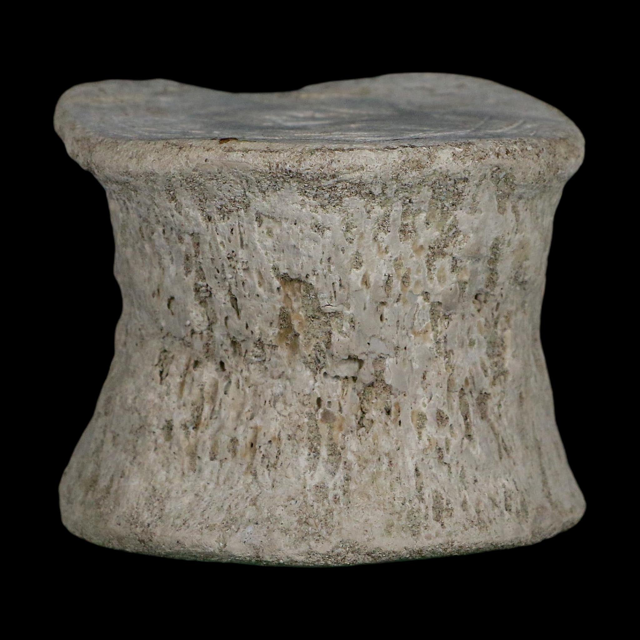 2.9" Plesiosaurus Fossil Vertebrae Cretaceous Dinosaur Era Morocco Zarafasaura COA