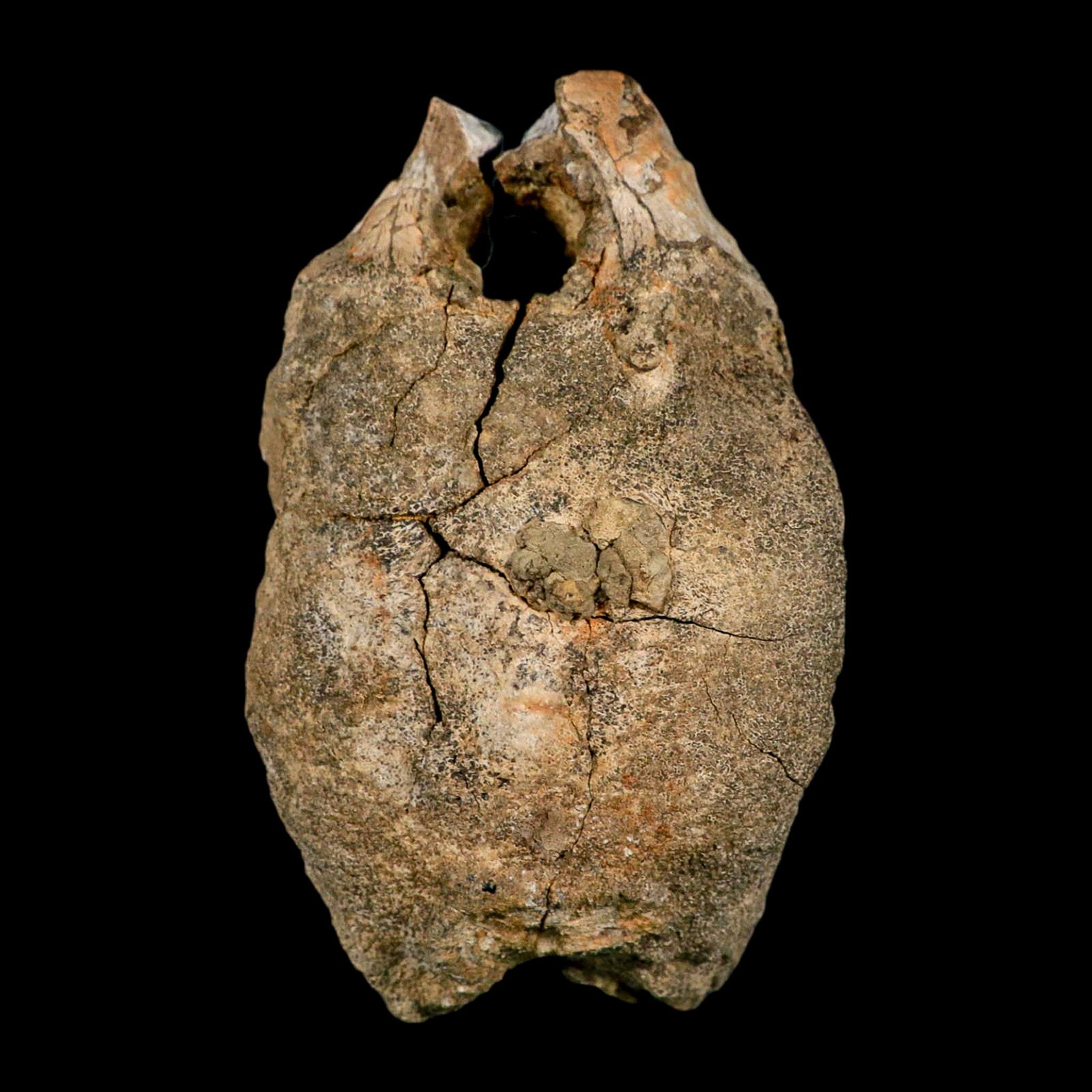 4.9" Hadrosaurus Fossil Vertebrae Bone Aguja FM Texas Dinosaur Cretaceous COA Stand - Fossil Age Minerals