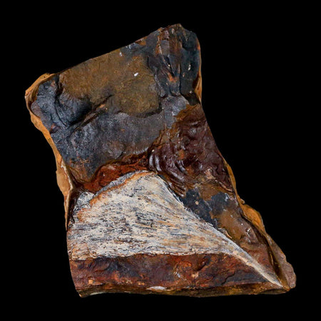 3.1" Detailed Ginkgo Cranei Fossil Plant Leaf Morton County, ND Paleocene Age COA