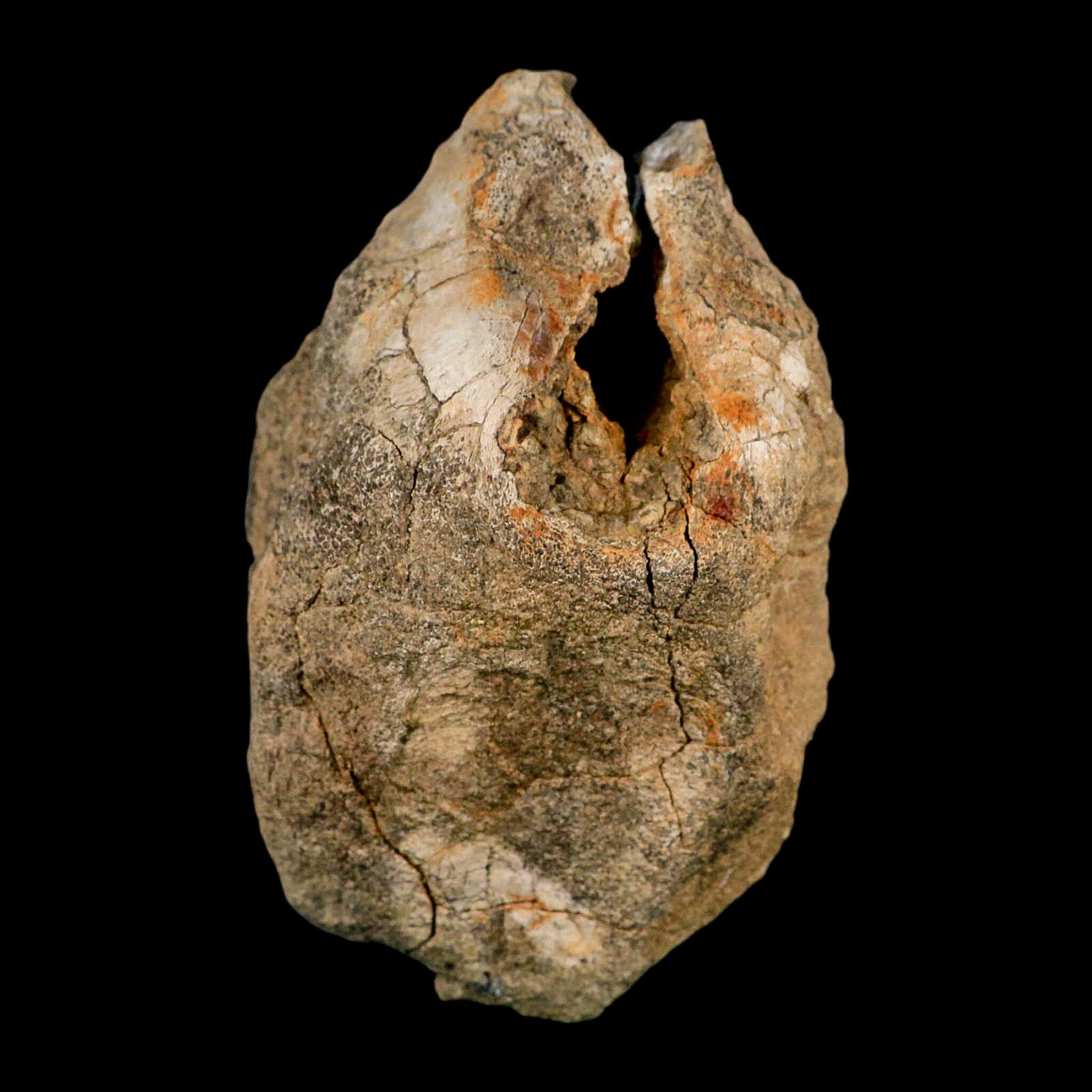 4.9" Hadrosaurus Fossil Vertebrae Bone Aguja FM Texas Dinosaur Cretaceous COA Stand - Fossil Age Minerals