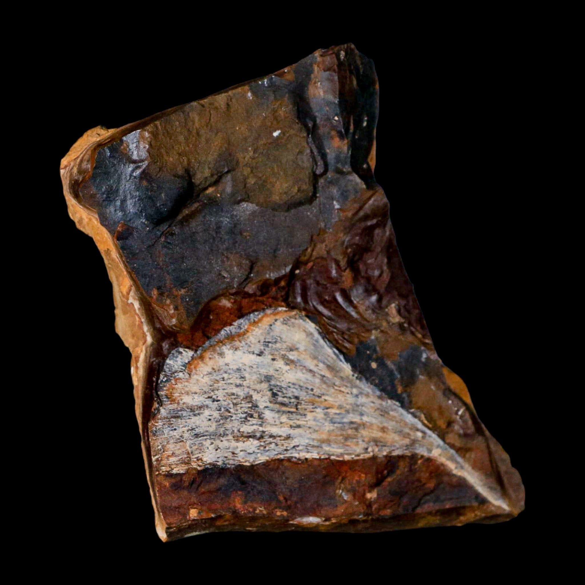 3.1" Detailed Ginkgo Cranei Fossil Plant Leaf Morton County, ND Paleocene Age COA - Fossil Age Minerals