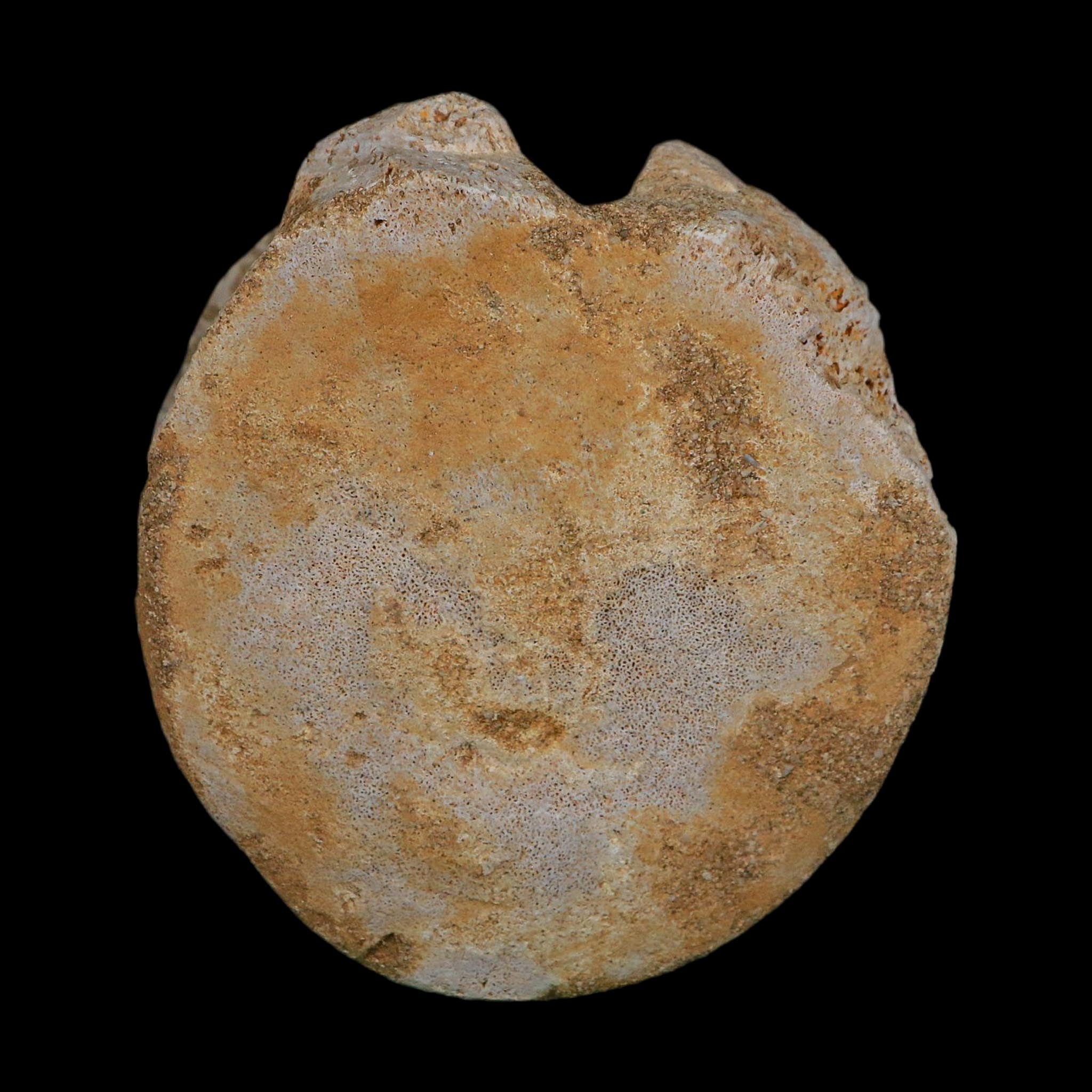 3.4" Plesiosaurus Fossil Vertebrae Cretaceous Dinosaur Era Morocco Zarafasaura COA