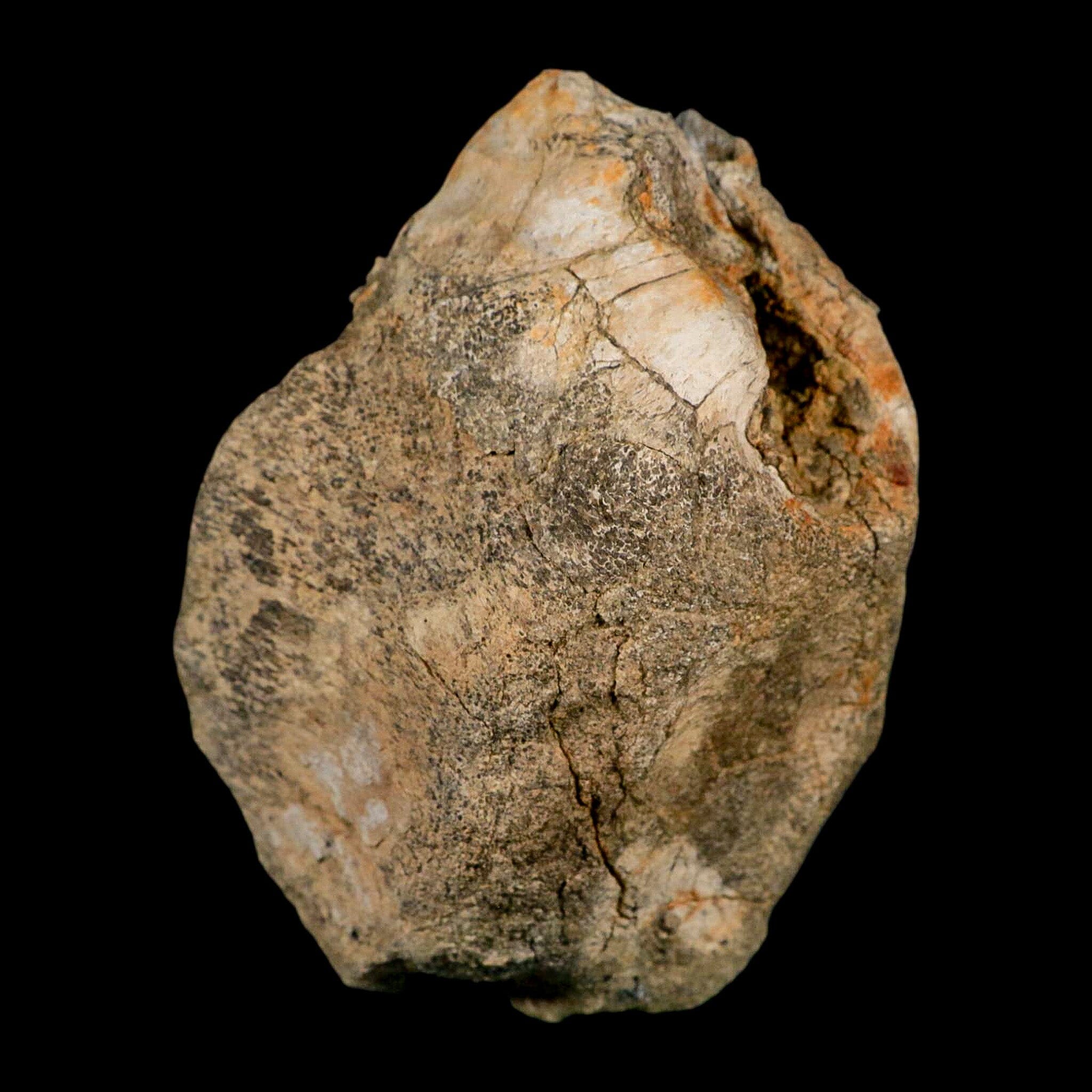 4.9" Hadrosaurus Fossil Vertebrae Bone Aguja FM Texas Dinosaur Cretaceous COA Stand - Fossil Age Minerals