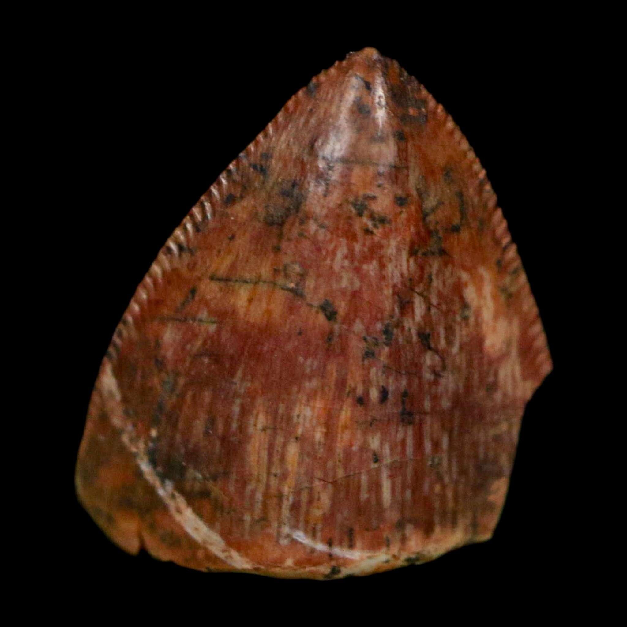 0.5" Phytosaur Fossil Tooth Triassic Age Archosaur Redonda FM NM COA & Display - Fossil Age Minerals