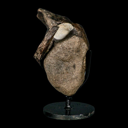 5" Hypacrosaurus Dinosaur Fossil Vertebrae And Rib Bone Two Medicine FM COA Stand