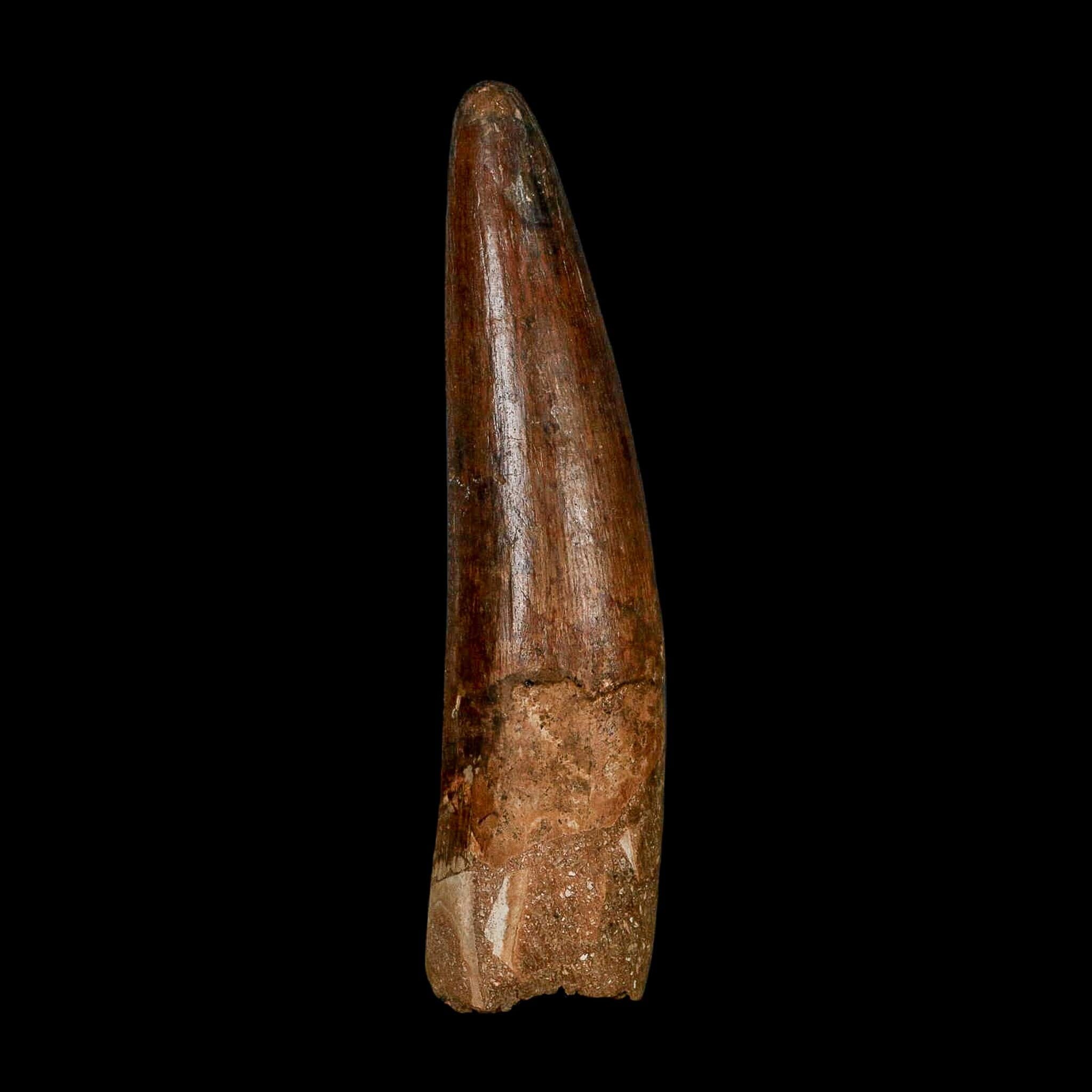 XL 3.9" Spinosaurus Fossil Tooth 100 Million Years Old Cretaceous Dinosaur COA - Fossil Age Minerals